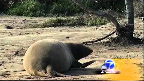 Elephant seals return to Ano Nuevo State Park - ab...