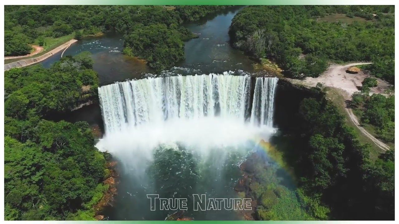 [Healing sound] Green forest vitality,  Beautiful birds chirping_Relaxing background music ₍๐•ᴗ•๐₎