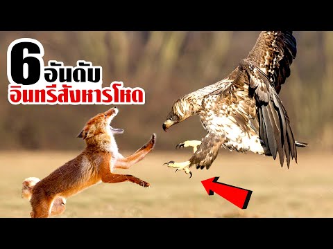 6 อินทรีสังหารโหด! จัดการสัตว์นักล่าแบบไม่เคยกลัว (เดือดมาก)
