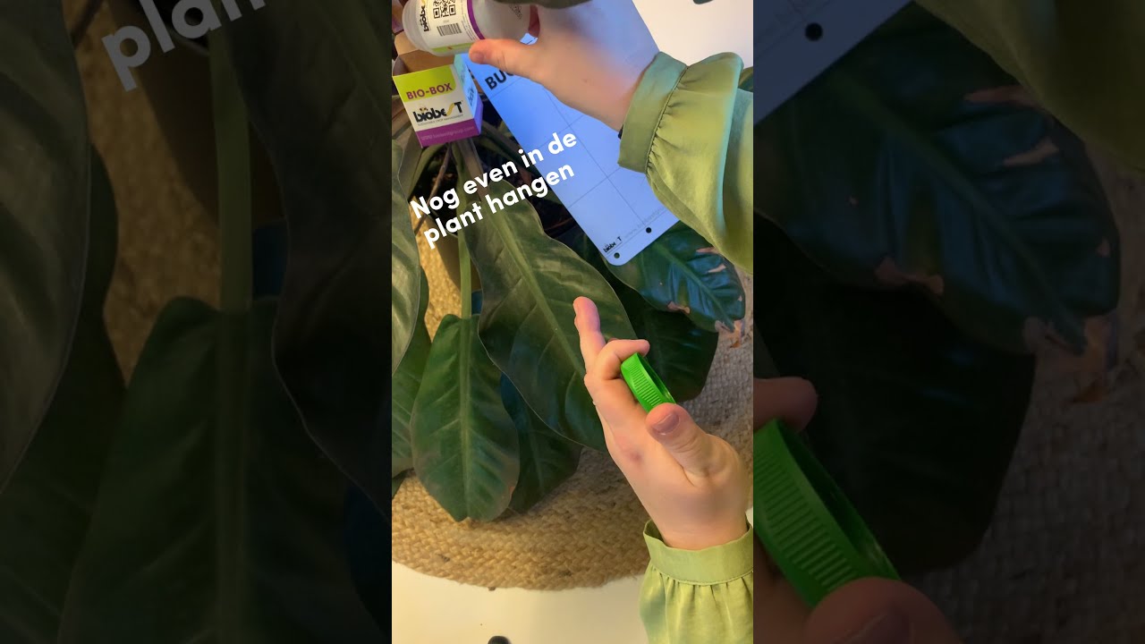 Zo Bestrijd Je Trips In Kamerplant 