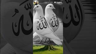 ❤❤❤🕋🕋 #আল্লাহ #dua #islamicstatus #islamicvideo #islamicshorts