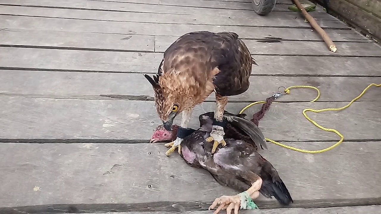 Eagles eat chicken at kalimantan timur indonesia Desa Bumi Etam Sp.1