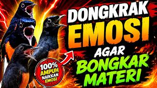 MASTERAN MURAI BATU PASCA LOMBA FULL TEMBAKAN PANCINGAN AGAR BONGKAR ISIAN DI GANTANGAN