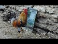 Петухи видят своё отражение в зеркале. Roosters in the mirror