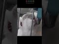 うさぎさんの給水は長い うさぎのリメル うさぎさんの給水は長い うさぎのリメル
