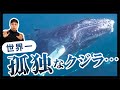 【神秘】クジラの鳴き声の不思議。
