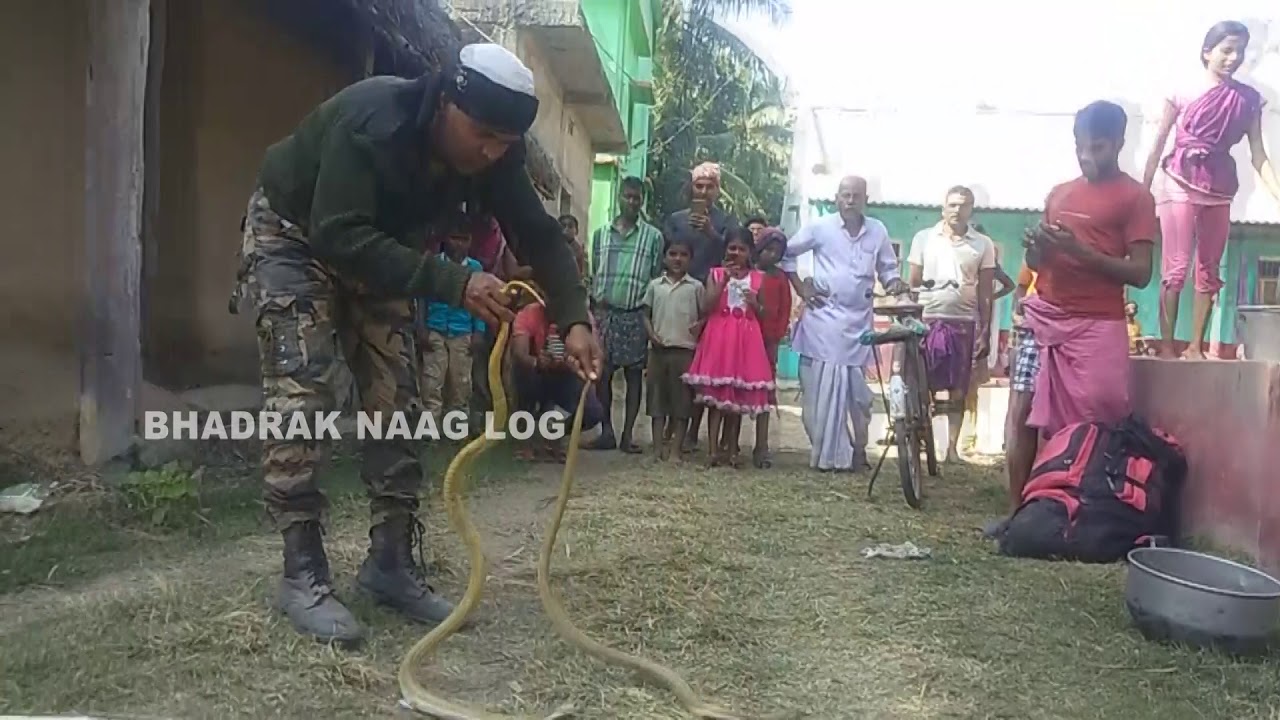  2 Cobra Snake Rescue At- Ghanteswar, Bhadrak