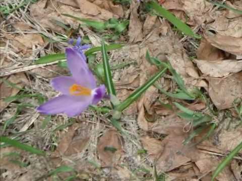 Video: 21 Foto Follemente Colorate Della Stagione Dei Fiori Selvatici Del Texas