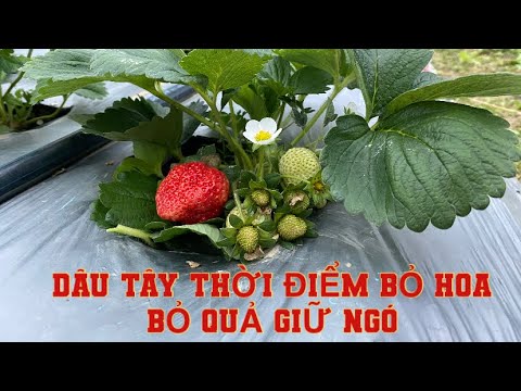 Video Hái dâu tây, bỏ hoa và quả để giữ ngó cho vụ dâu 2022 - youtube