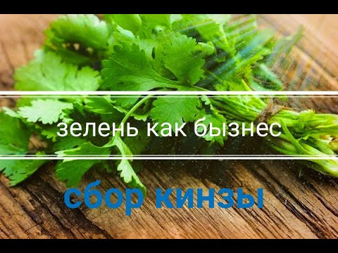 Бейне: Елде және үйде кинза өсіріледі