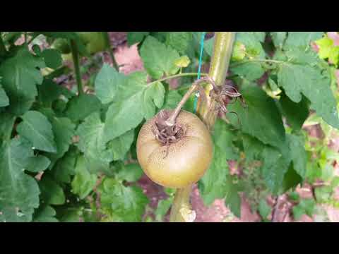 Video: Zararlı Kahverengi Meyve Akarı