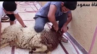 المقطع المحذوف من قنات سعود ذبح خروف العيد