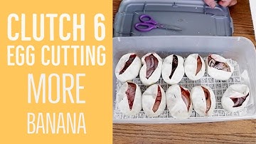 Cutting more Snake Eggs - Ball Pythons