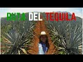 LA RUTA DEL TEQUILA  | MARIEL DEVIAJE