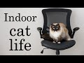 Day in the Life of a Ragdoll Cat