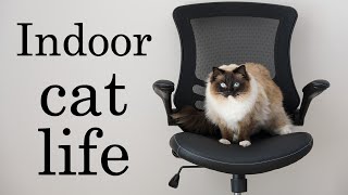 Day in the Life of a Ragdoll Cat