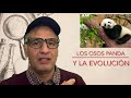 Los osos Panda, una prueba de la evolución