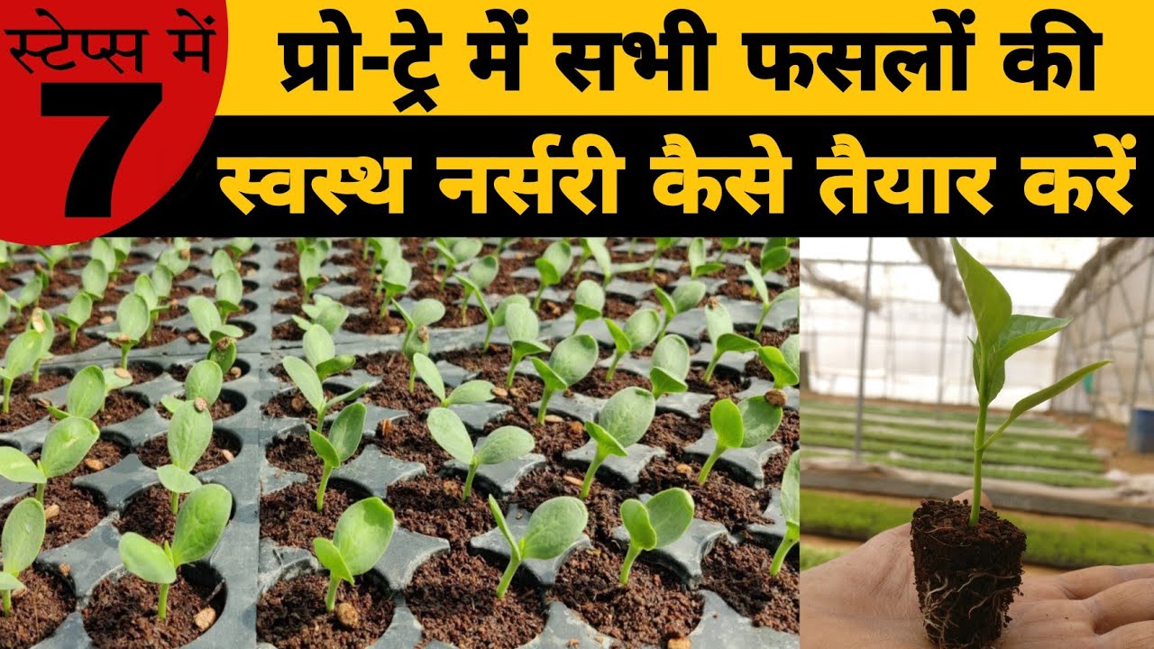 Pro Tray Nursery technique| How to grow Plant Nursery | ट्रे में नर्सरी कैसे तैयार करें | PC Verma