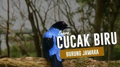 Suara Burung Cucak Biru Jantan Gacor buat Masteran  - Durasi: 14:50. 