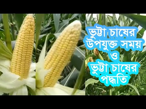 ভিডিও: An-2 বিমান: স্পেসিফিকেশন, ইঞ্জিন, ককপিট, গতি, ছবি এবং দাম