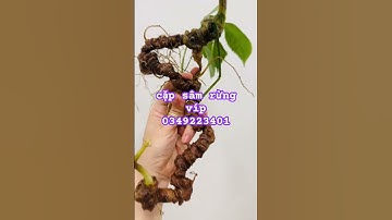 Cặp sâm rừng víp #sâm_ngọc_linh_rừng #sâm_ngọc_linh #sâm_lai_châu_rừng