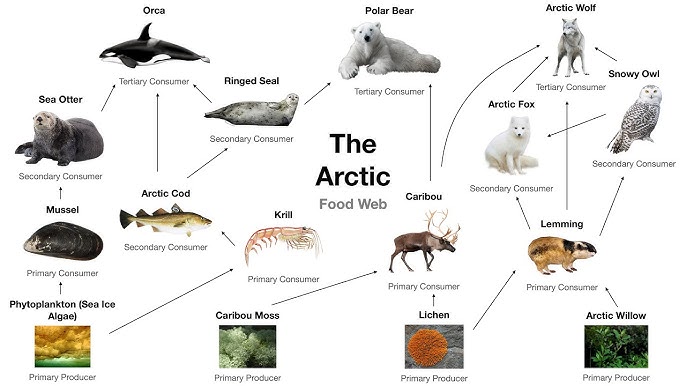 Tundra Food Web Biology Diagrams