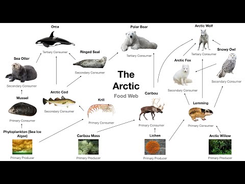 arctic food web