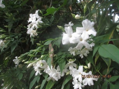 Video: Ar jasminum officinale yra valgomas?