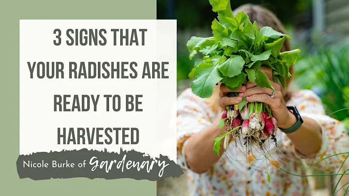 3 Signs That Your Radishes Are Ready to Be Harvested - DayDayNews