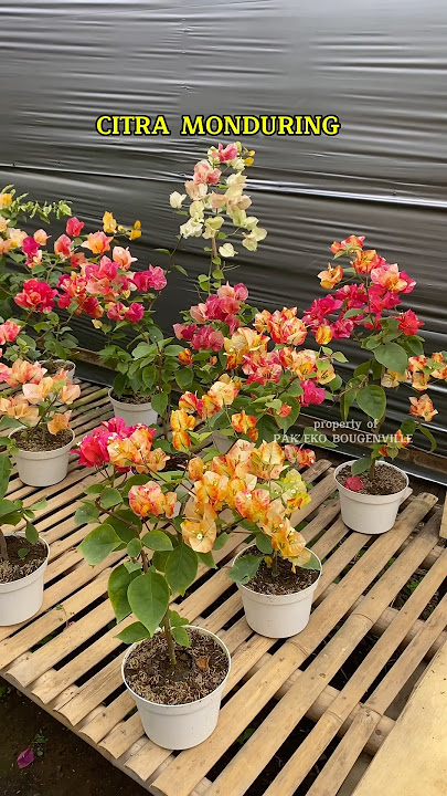 BOUGENVILLE CITRA MONDURING