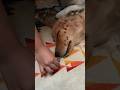 寝ている犬の鼻にオヤツを置くとこうなる！！【ゴールデンレトリバー ･ ボーダーコリー】#shorts