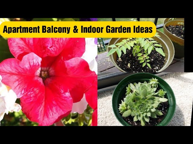 என் பால்கனி தோட்டம் - Our First Balcony Garden in US- Apartment Garden Ideas -  USA Tamil VLOG | Food Tamil - Samayal & Vlogs