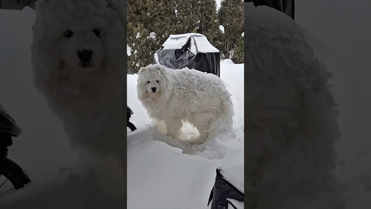 Это снег&hellip; или его новая кровать навсегда 🛏🐾#собака #мило #снег #забавныепитомцы