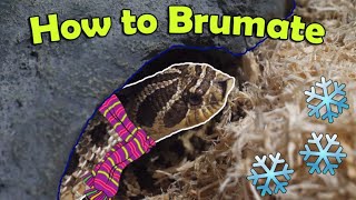 Snake Breeding Part 1: How to Brumate Colubrids