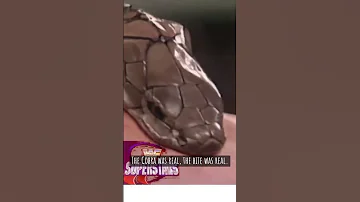 How Did Wwe Fake The Snake Bite Shorts 