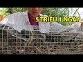 Kiếm 5 Triệu 1 Ngày Từ Nghề Bẫy Rắn Độc - Võ Minh Phụng Bẫy Rắn