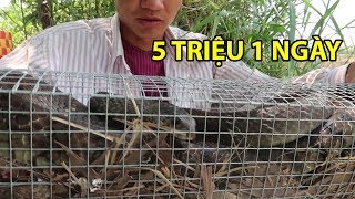 Kiếm 5 Triệu 1 Ngày Từ Nghề Bẫy Rắn Độc  Võ Minh Phụng Bẫy Rắn