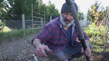 How to dig out a tree from the ground to transplant