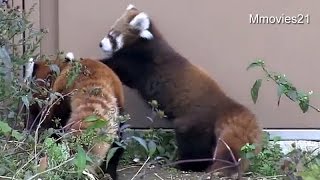 ココにアタックやんちゃな赤ちゃんレッサーパンダ~Red Panda Baby is rambunctious boy