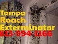 German Roach Exterminator, Tampa Fl