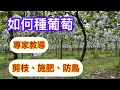 如何種葡萄 聽聽專家的意見 剪枝施肥防鳥How To Grow Grapes 巨峰葡萄 Kyoho Grape 如何種葡萄 聽聽專家的意見 剪枝施肥防鳥How To Grow Grapes 巨峰葡萄 Kyoho Grape