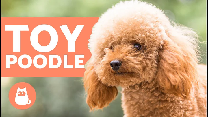 TOY POODLE - Characteristics, Character and Care - DayDayNews