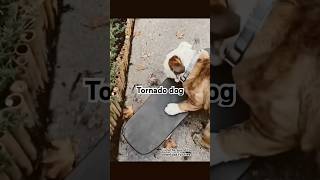 Tornado dog 🤣🌪️ you can download and monetise this track in your YouTube videos. Head to profile