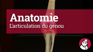 Anatomie: L'articulation du genou