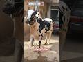 ❤️🩹Bakra Eid🤲🗡️#eidqurban#naatsharif #qurbanistatus#hajj2026#naatzindagi #shortsfeed