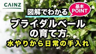 ブライダルベールの育て方 カインズ花図鑑 Youtube