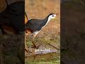 White-breasted Waterhen (Amaurornis phoenicurus) || jal kukri #birds #birdsounds #bird #live #viral