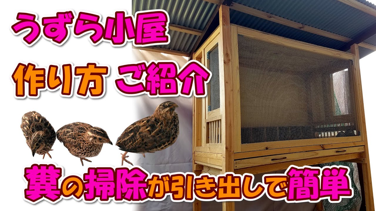 うずら小屋、作り方ご紹介！糞の掃除が引き出しで簡単【手作り・自作】
