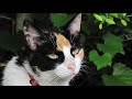 Cali the Cat Memorial Jan 24, 2017