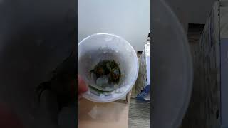 Пришли меристемные аквариумные растения. Скоро полное видео.